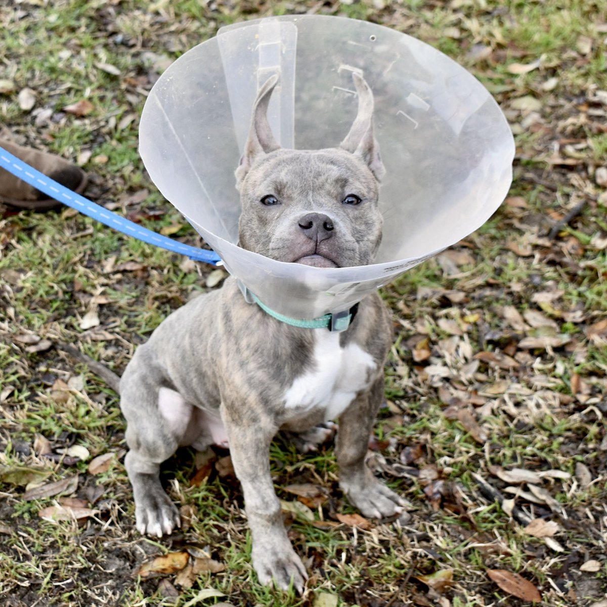 15outof10's tweet image. Thanks to your support on Friday, Pierre got the surgery he needed to fix his painful prolapse! He’s on medical hold as he heals and is already feeling *so* much better ❤️‍🩹