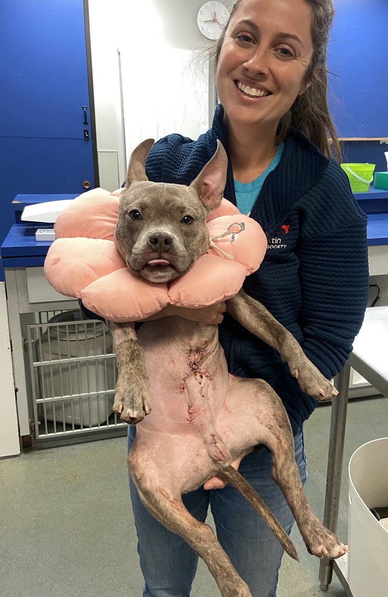 15outof10's tweet image. Thanks to your support on Friday, Pierre got the surgery he needed to fix his painful prolapse! He’s on medical hold as he heals and is already feeling *so* much better ❤️‍🩹