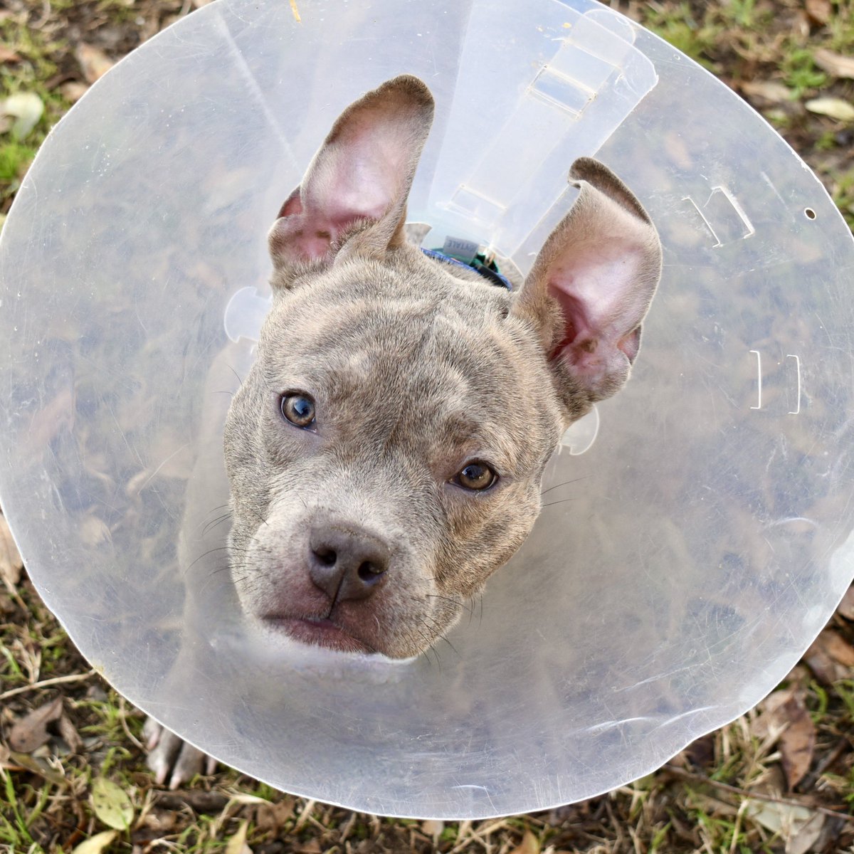 15outof10's tweet image. Thanks to your support on Friday, Pierre got the surgery he needed to fix his painful prolapse! He’s on medical hold as he heals and is already feeling *so* much better ❤️‍🩹