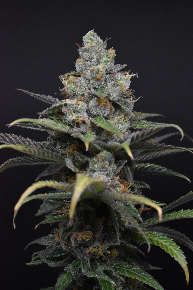 Loupey Gardener tweet media