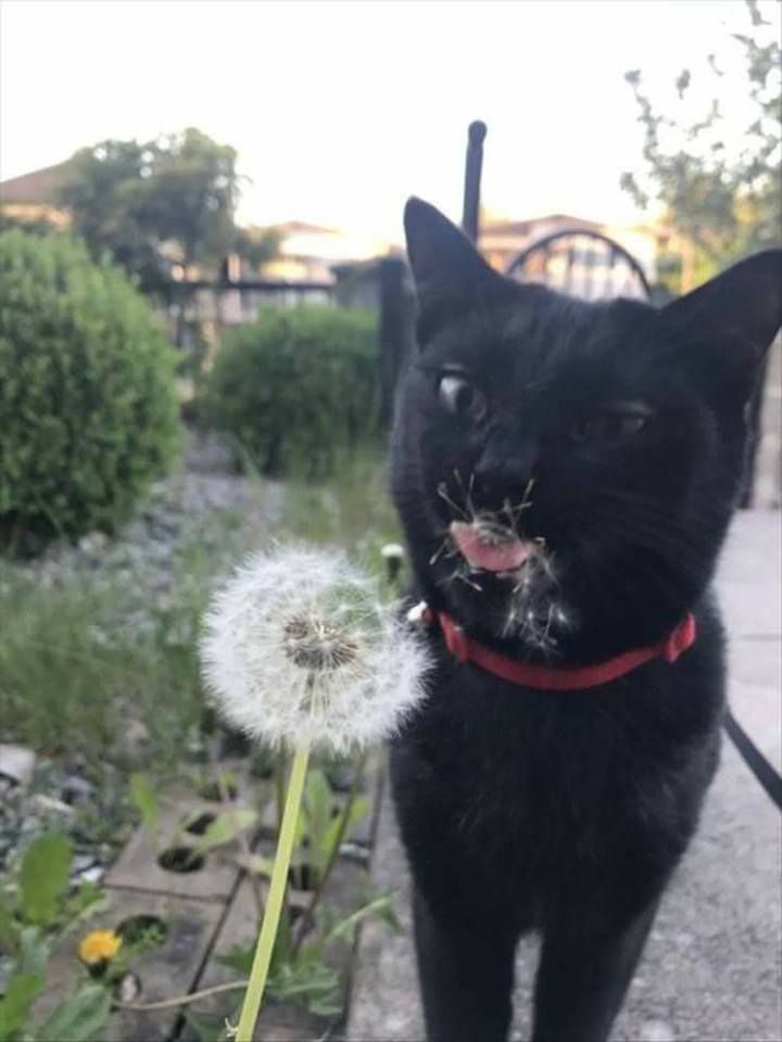 Black cats are not bad luck (@visualscat) on Twitter photo 