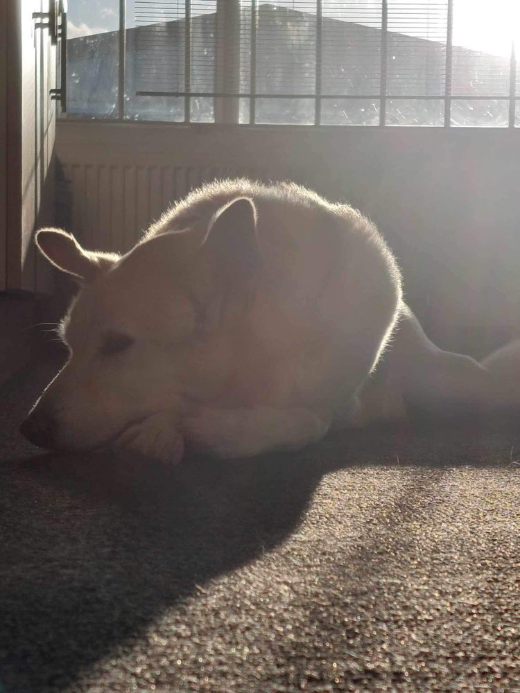 swefnsedge's tweet photo. FallenMoon meets @swefnsedge for the first R&amp;D &amp; #rehearsals for some upcoming #immersivesoundscape #performances. A lovely day of #improvisation. Poorly #studiodog Nook patiently taking things easy while we work. https://t.co/MN3L5xAYhd