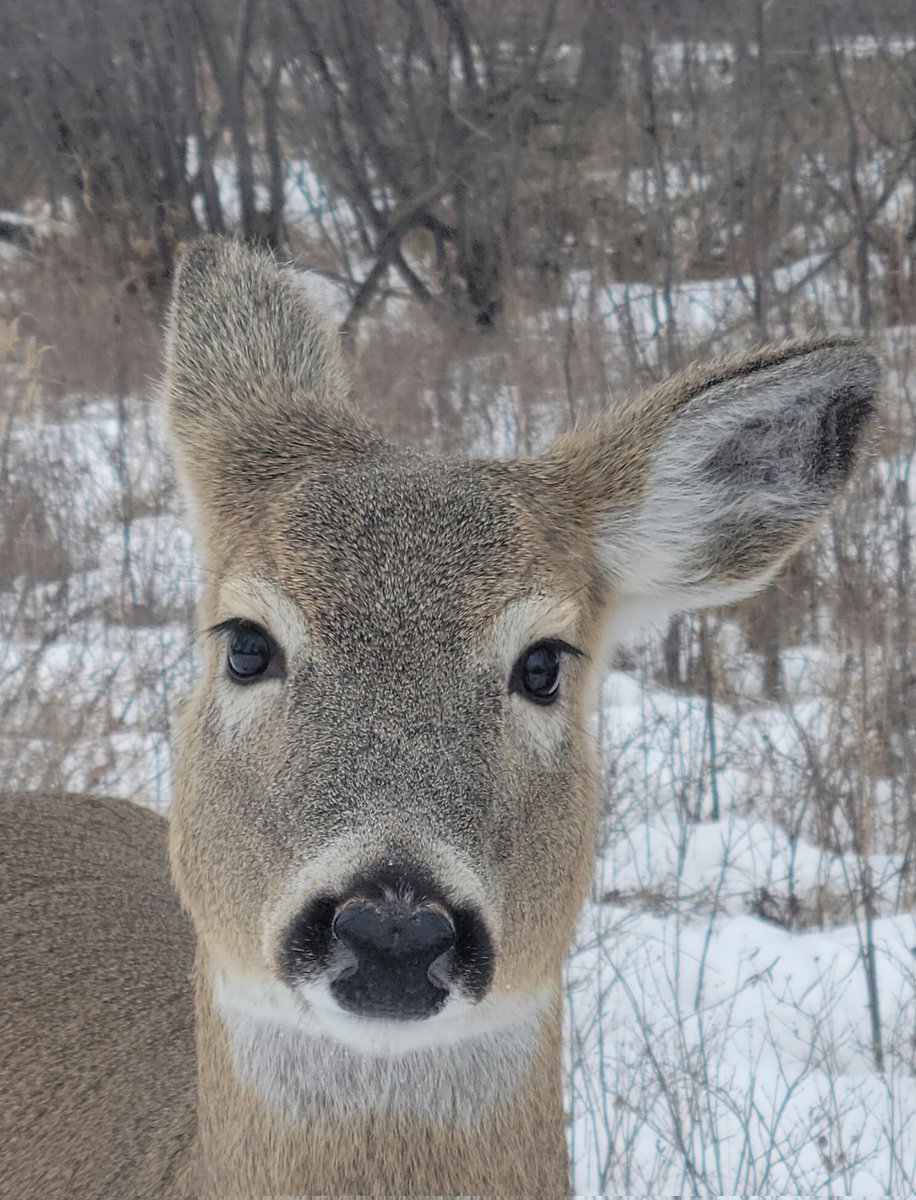 Mugshot Monday with a few new sweet faces in the park. #yyc