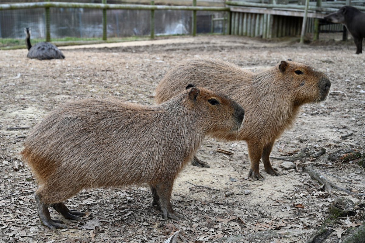 Love is in the air! 💕 Say hello to Ocho, our new male capybara! He arrived at the zoo at the end of last year. He has adjusted well to life in Virginia and is getting along great with Flora, our female capybara. 🥹