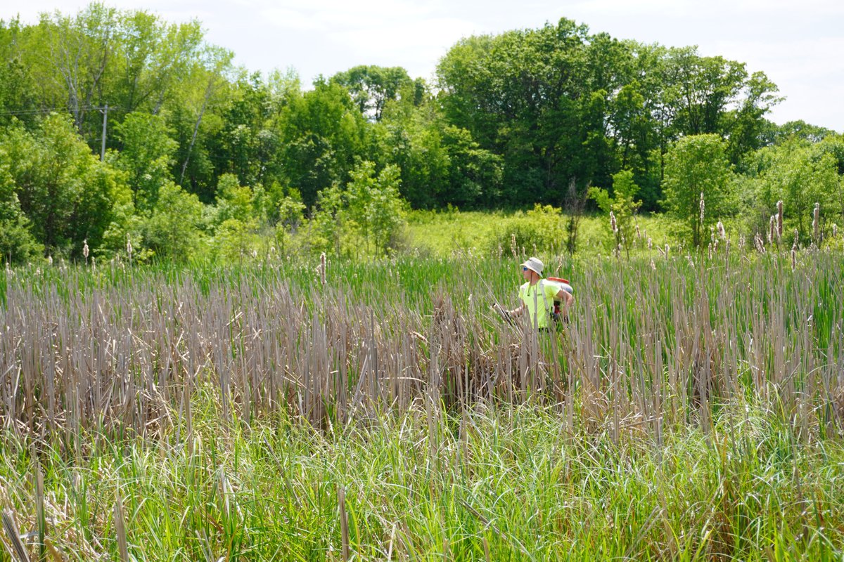 metromosquito's tweet image. Our application for seasonal employees is now live! We're hiring for:

🟢 Field mosquito technicians
🟢 Catch basin technicians
🟢 Entomology lab technicians

Learn more and apply now at our website:
mmcd.org/employment/

#workoutside #hiring #summerjobs