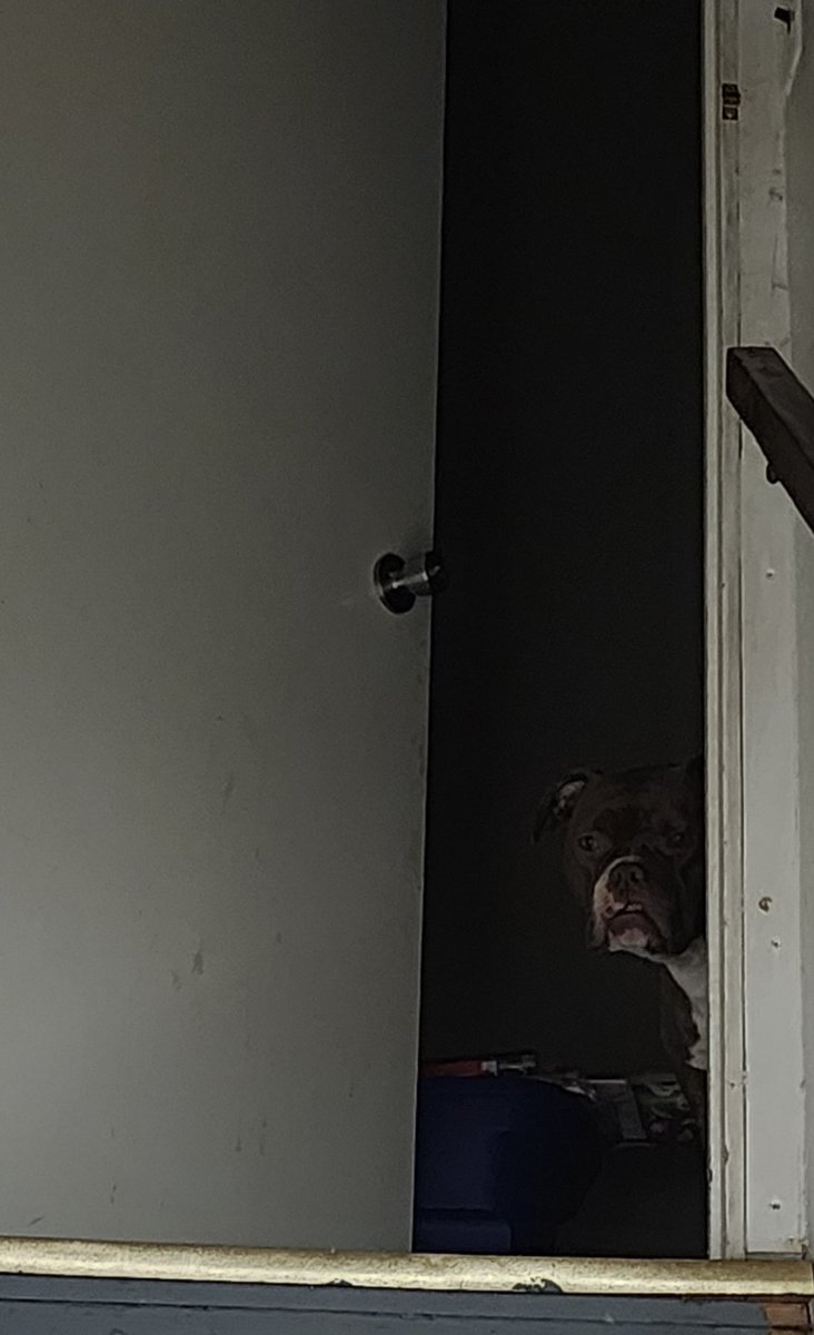 Ahzuri's tweet photo. @ShesChardcore Little late to the party but figure cute dog is never amiss https://t.co/eNZov7FMsy