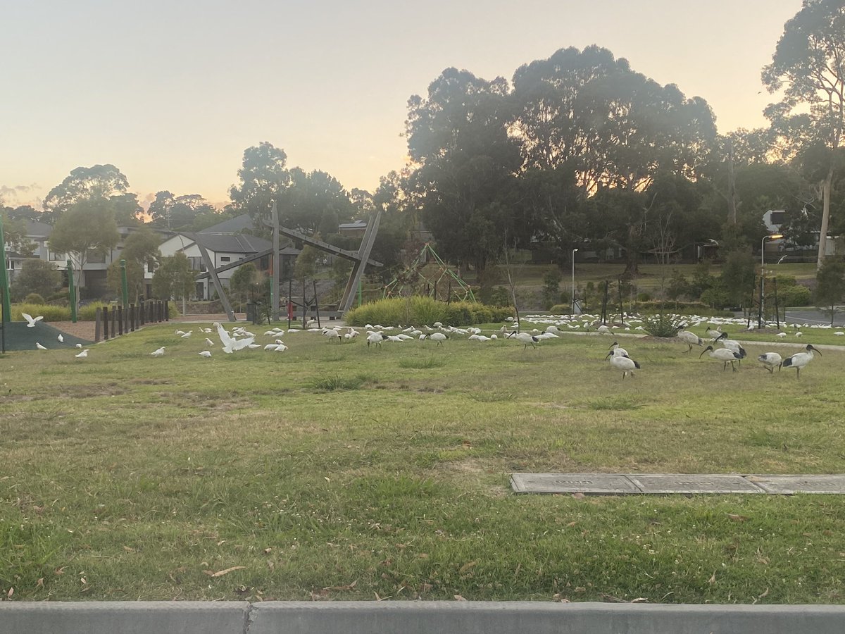 🚨 MOOSE AND ROCKY - need you guys immediately! 🚨 Look at all these shady birds in my park across from my house! (Hope Mum’s doing well 🤞) @creek_moose #shadybusiness #dogsoftwitter