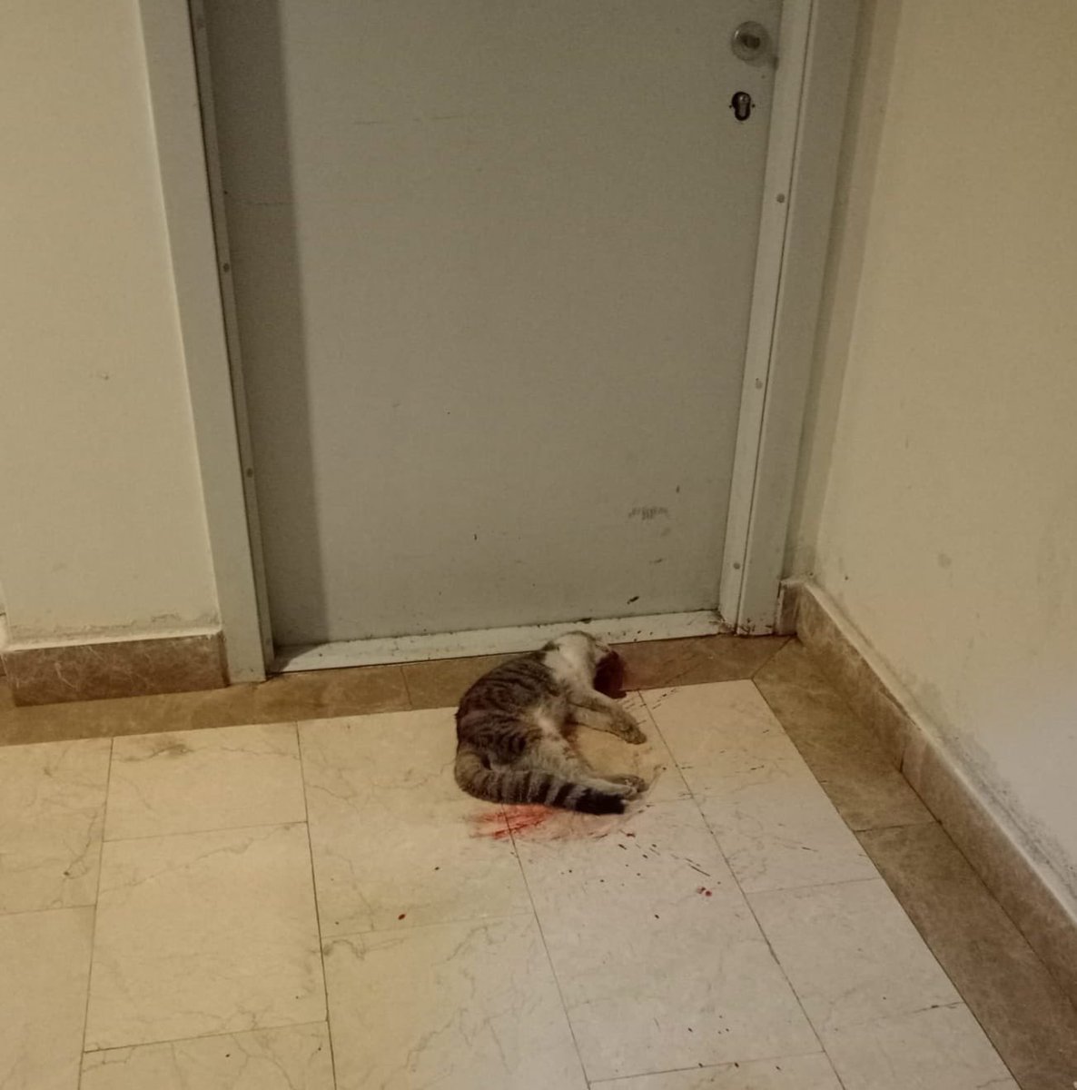 66 bin tiwit atan insanlar  yavru kediyi 6 dakika tekmeleyerek öldüren bir caninin yerinin dışarısı olmadığını ve cezasını çekmesi gerektiğini düşünüyor. Toplumsal tepkiye ve  vicdana cevap vermelisiniz. 
<a href="/AliYerlikaya/">Ali Yerlikaya</a> <a href="/adalet_bakanlik/">T.C. Adalet Bakanlığı</a> <a href="/TC_istanbul/">TC İstanbul Valiliği</a> 
#ibrahimkeloğlantutuklansın