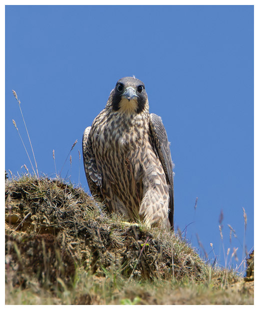Commentary on the staggeringly inadequate sentencing of Timothy &amp; Lewis Hall, convicted for illegal laundering of wild peregrines in Scotland.

New blog ⬇️⬇️
raptorpersecutionuk.org/2024/02/12/com…