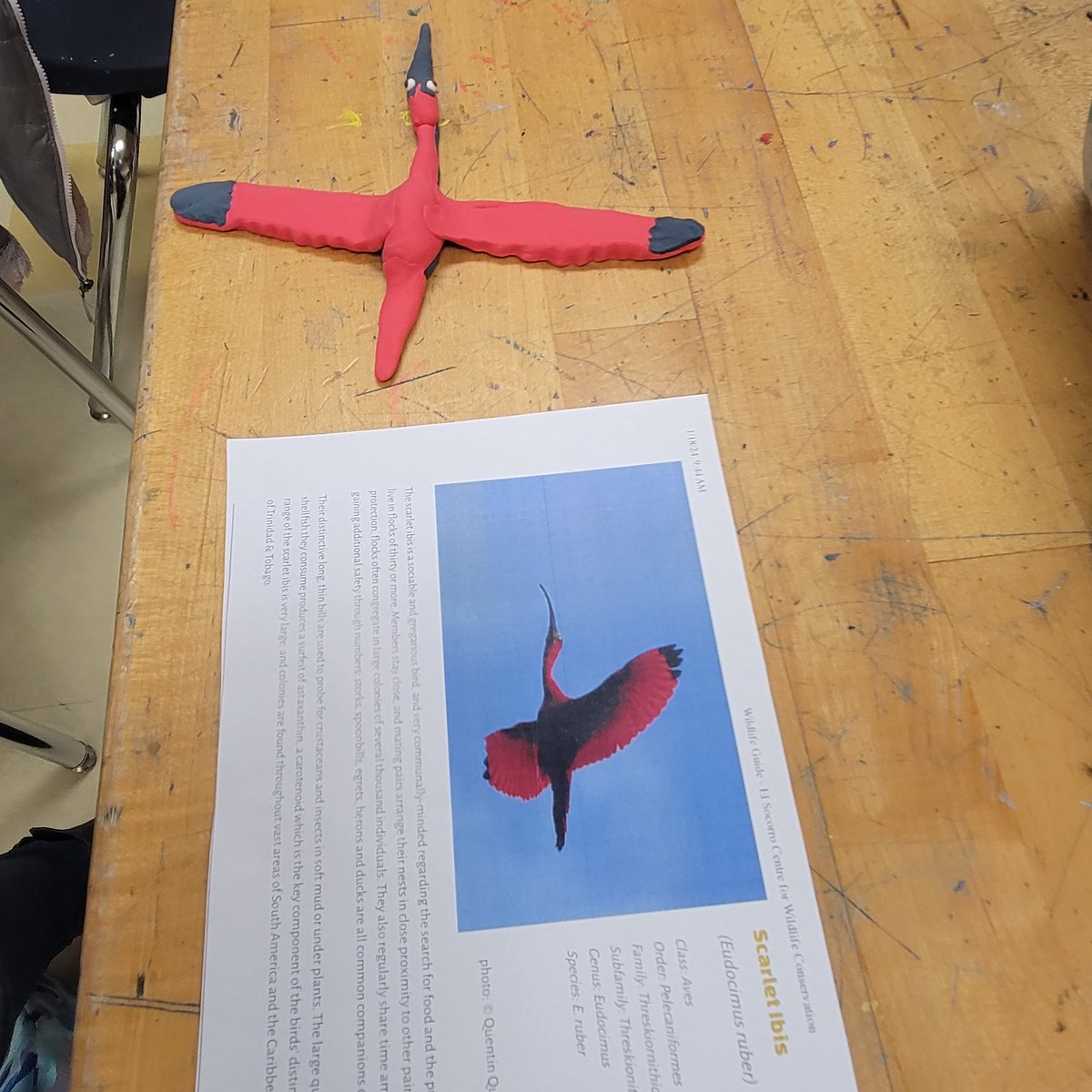 madamegergen's tweet photo. Wrapped up Trinidad &amp; Tobago with a study of the biodiversity! Amazing creations!  MMS Culture Club #bonjourmadeira #magicinmadeira @MadeiraHSPrin @HuelsmanNicole https://t.co/qDIbRURdhy