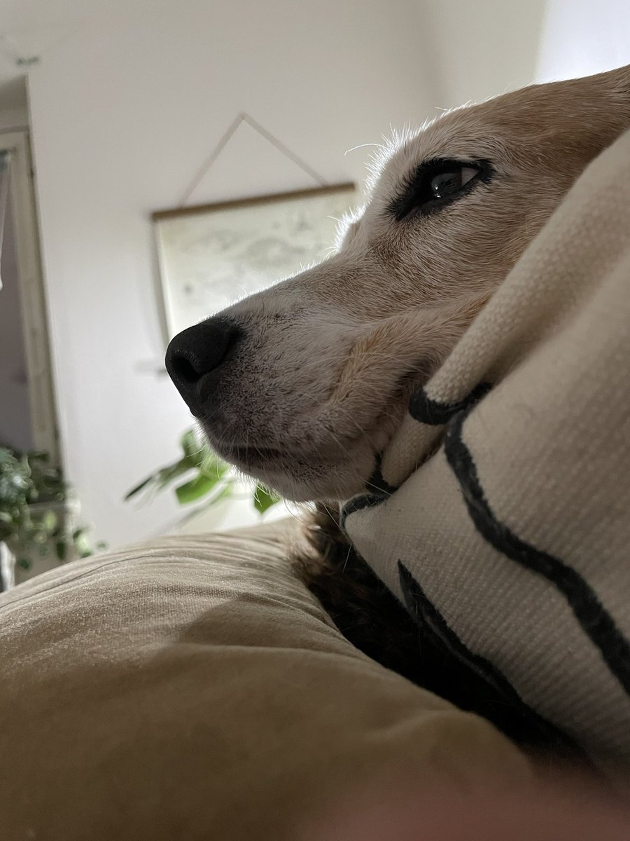 POV: you are sick in bed and the Snoot Guardian watches over you