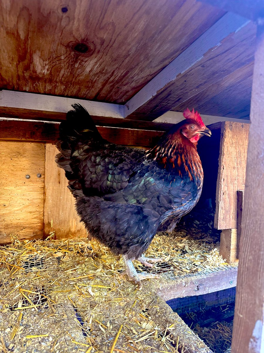 🇨🇦SmokingJen🇨🇦 tweet media