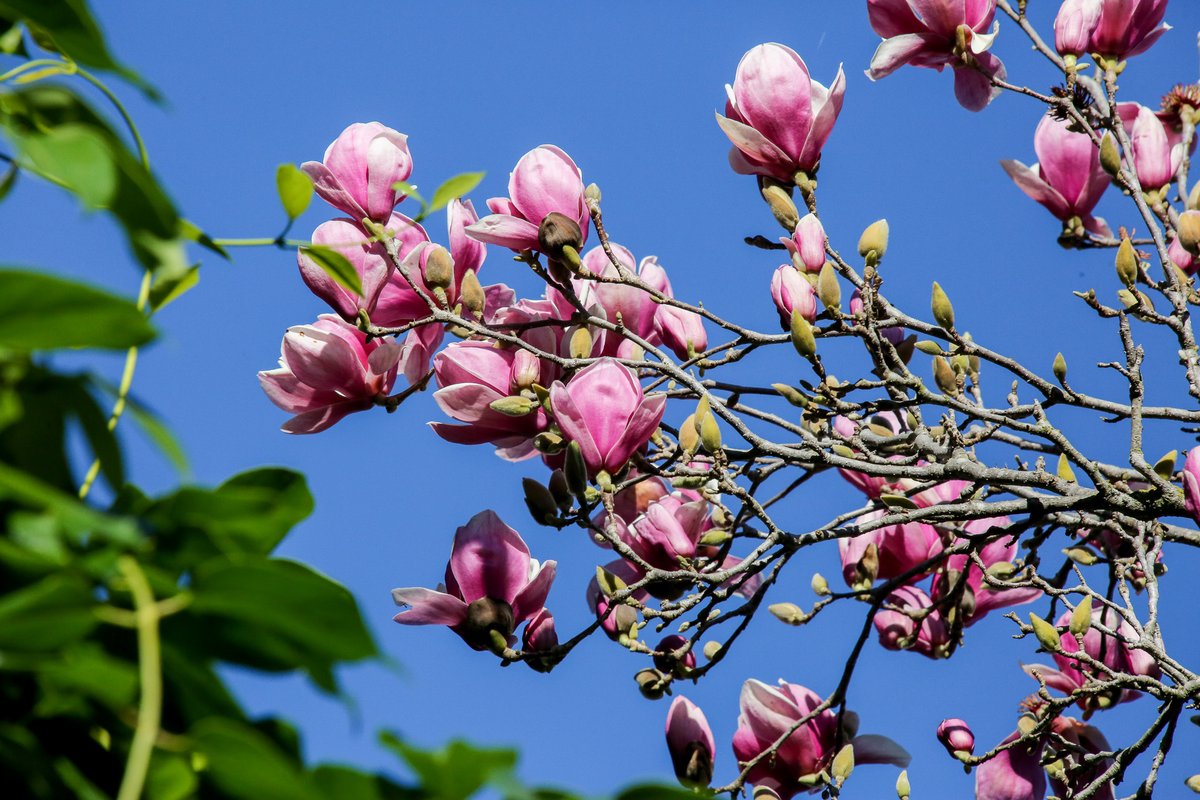 DescansoGardens's tweet image. Magnificent #magnolia Monday 🌼 More saucer magnolia blooms are emerging in the #RoseGarden. Stay tuned for updates as we highlight the best of #pinktree season here in the garden 🌸 #ExploreDescanso