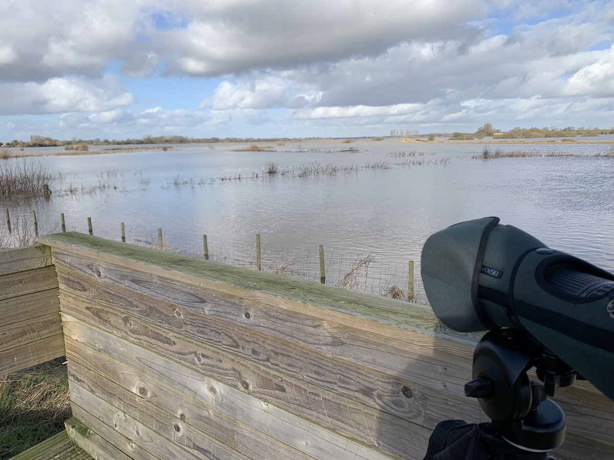 #magicmonday start to the week, 1st #BFBC @gwct_events @SustEnvFarming with large flocks skylarks & yellowhammers, kingfisher &MHarrier @YorkBirding Then to NDuffield @LDV_NNR 6 ruff, red kite, dunlin, MHarrier x2 & 1000s wildfowl @nybirdnews