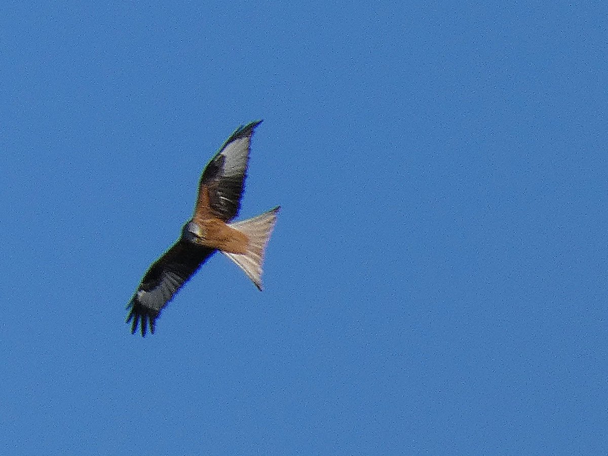 Red kites and Buzzard #Nature #Birds #ScottishNature #ScottishWildlife #ScottishBirds #Wildlife #RedKite #Buzzard #Raptors