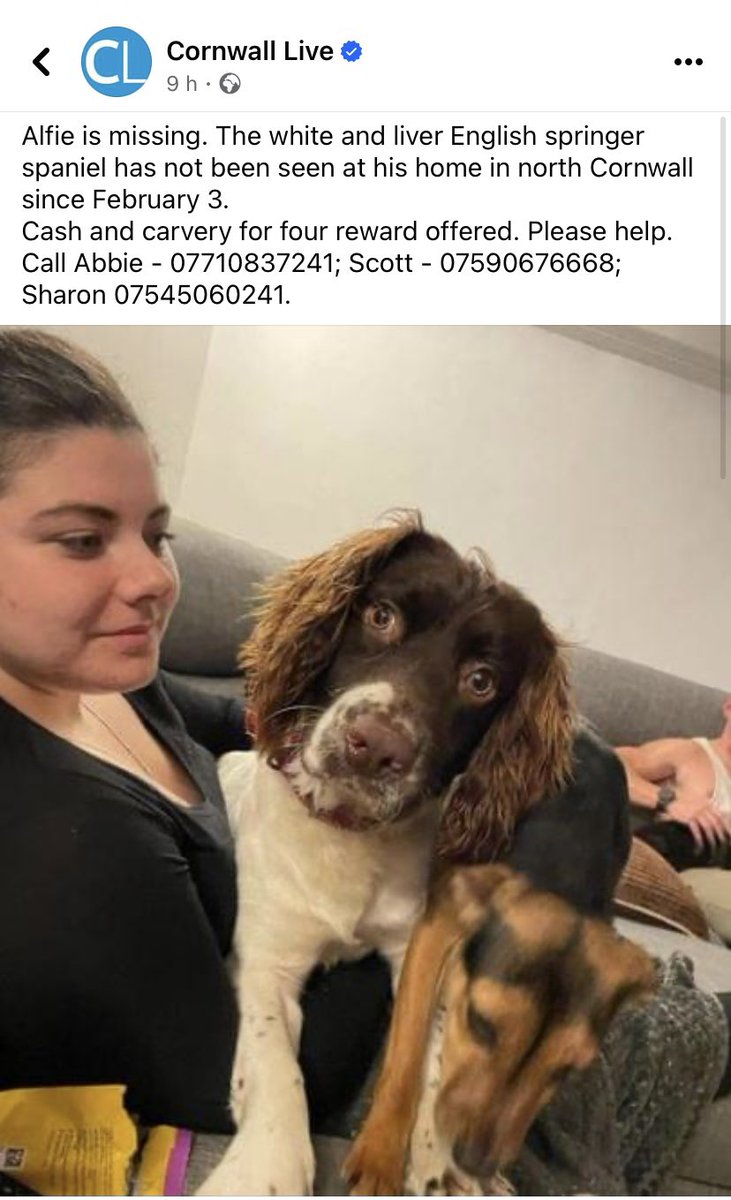 Alfie is missing. white&liver #ESS has not been seen at home in north #Cornwall 3/2/24 ‼️Cash and carvery for four reward offered‼️Pls help. Call Abbie 07710837241/Scott 07590676668/Sharon 07545060241. @CornwallLive @BBCCornwall @CornwallN @JacquiSaid @juliagarland73 @HunnyJax