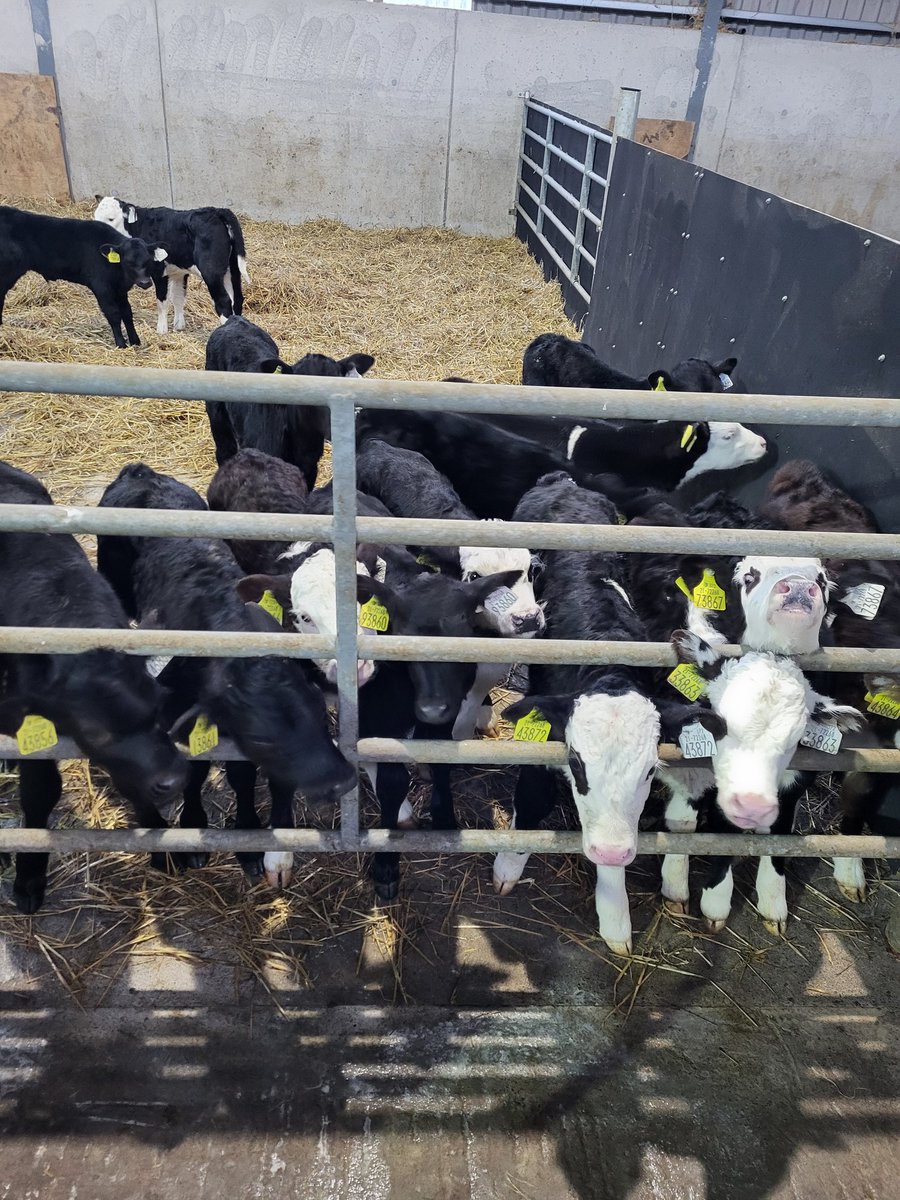 Handy 2 Station GEA Automatic Calf Feeder install Saturday morning, making things that little bit easier at a busy time of year 🐮🐮