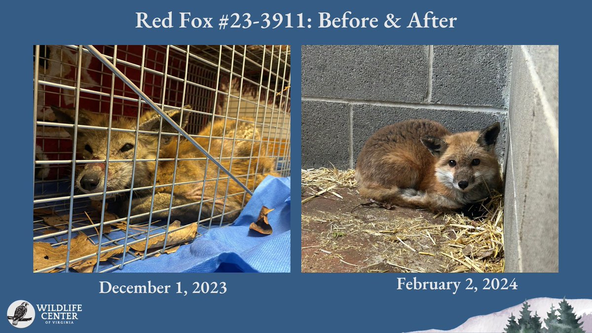 This Red Fox made an incredible recovery as a patient at our hospital - and has a story we can learn from! Mange is a devastating condition for wildlife, but not untreatable: buff.ly/3uvMaOa