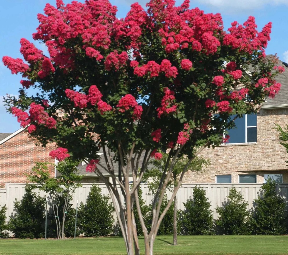 Crape Myrtles! February is the perfect time of the year to trim the Craple Myrtles! Contact us today to get on the schedule!

#sarasotalawncare #sarasotalandscape #sarasotalandscaping #lawnmaintenance #mulch #sarasota #hedge #shrubs #grass #green #value #landscape #lawncare #lawn