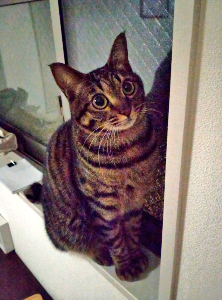 kapi_takasan's tweet photo. おはようございます😺

チェックはじめます

#ネコ　#猫　#保護猫　#ヌコ https://t.co/Pri0RxCpxd