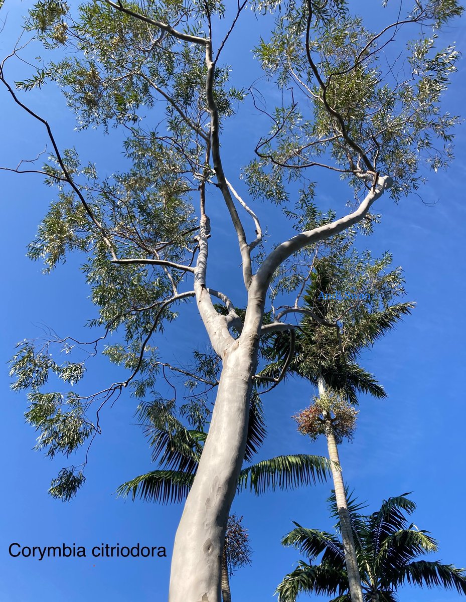 Andi Swan tweet media