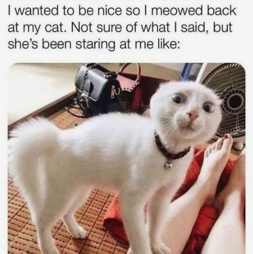 WholesomeMeme tweet picture