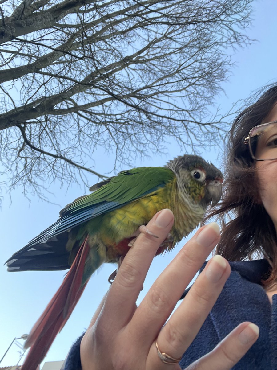 j’en reviens toujours pas qu’un oiseau ce soit posé sur mon épaule en pleine rue ?? et que je me retrouve à m’occuper de lui/elle en attendant que sa famille me contacte 😭😭 

(si vous connaissez quelqu’un qui cherche son Conure de Molina près de Tourcoing il est chez moi)