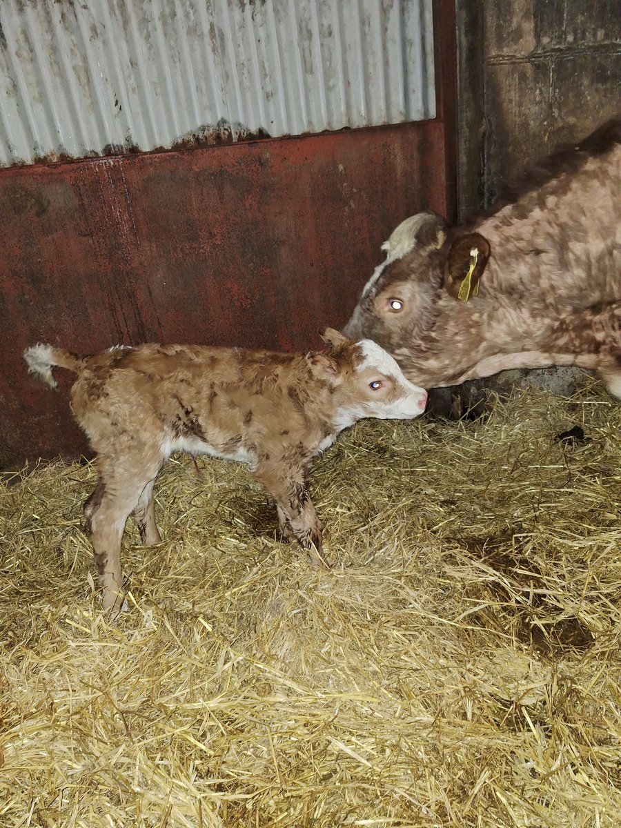 First sexed semen calf around here by lm2014. 282 days gestation with nice markings. Future breeder hopefully 🤞 #calving24 @doveagenetics