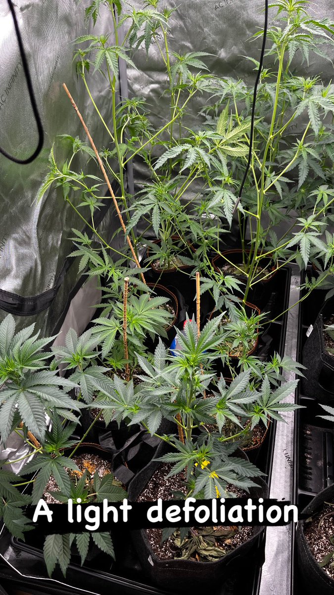 Trichome Kings tweet media