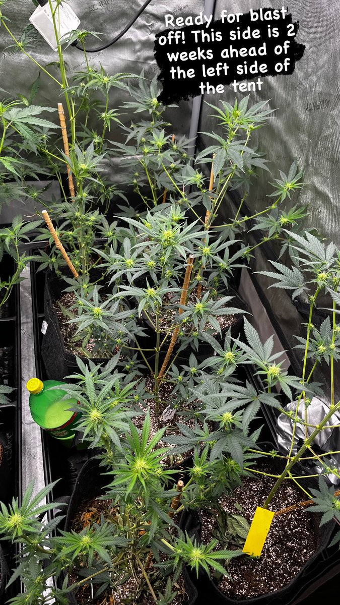 Trichome Kings tweet media