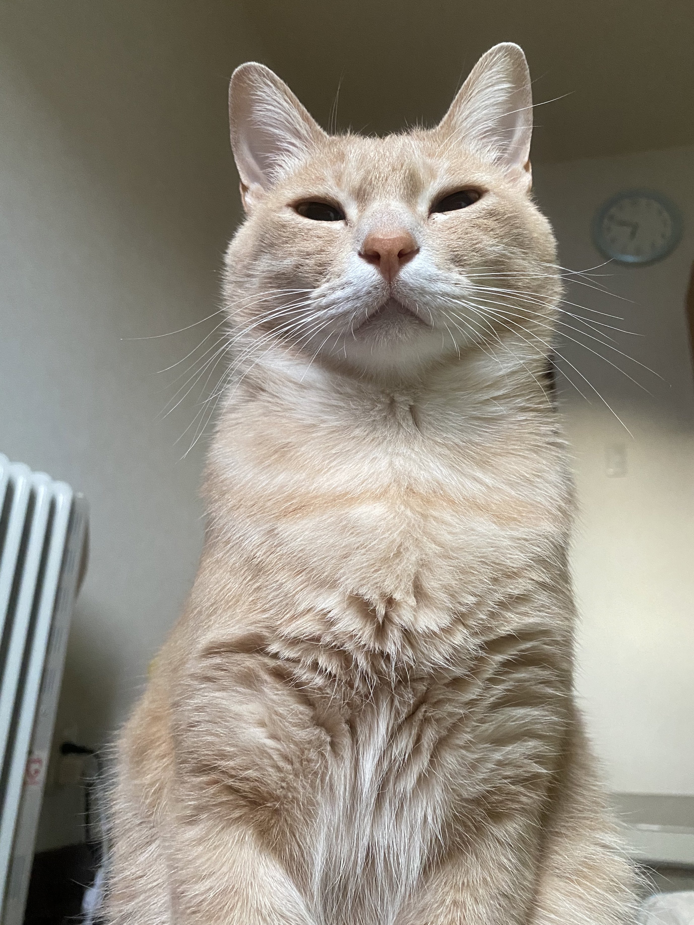 きなこ様ご確認ページ きなこ様確認ページ♡