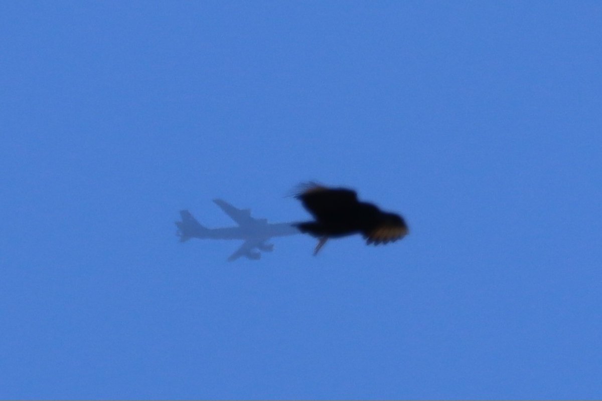 aviationarchive's tweet photo. "OKIE11" KC-135 Stratotanker coming and going over my area today along with obligatory turkey vulture photobomb. It's been a quiet day in my neck of the woods, military flight wise.
#AE023D https://t.co/e650pjfQRK