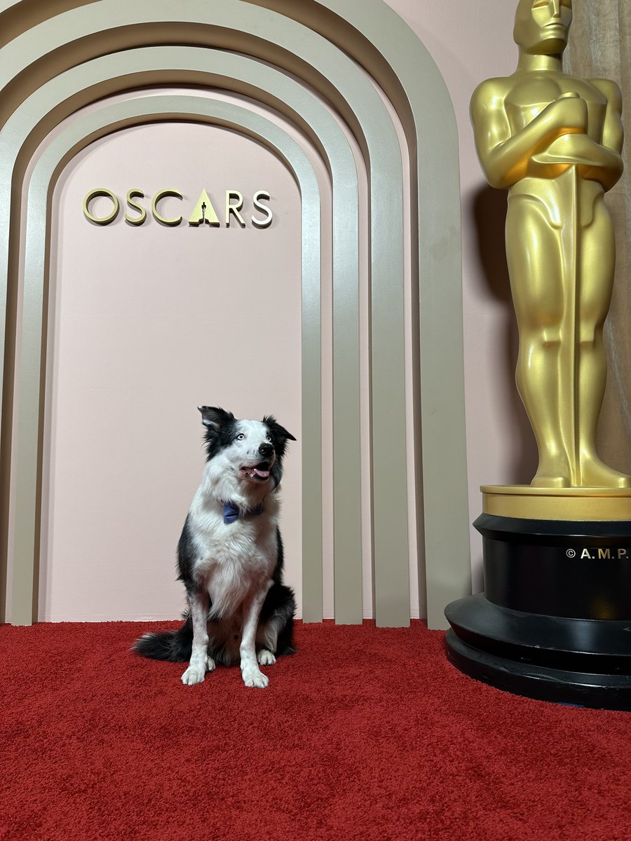 PabloPlanovsky's tweet photo. La película francesa Anatomy Of A Fall ganó el premio mayor del festival de Cannes, la Palm D'Or. En el festival también ganó la Palm D'Og, que premia al mejor perro. El border collie, que se llama Messi, ahora fue a la ceremonia de nominados al Oscar en Los Angeles. https://t.co/Js3OwQNH75