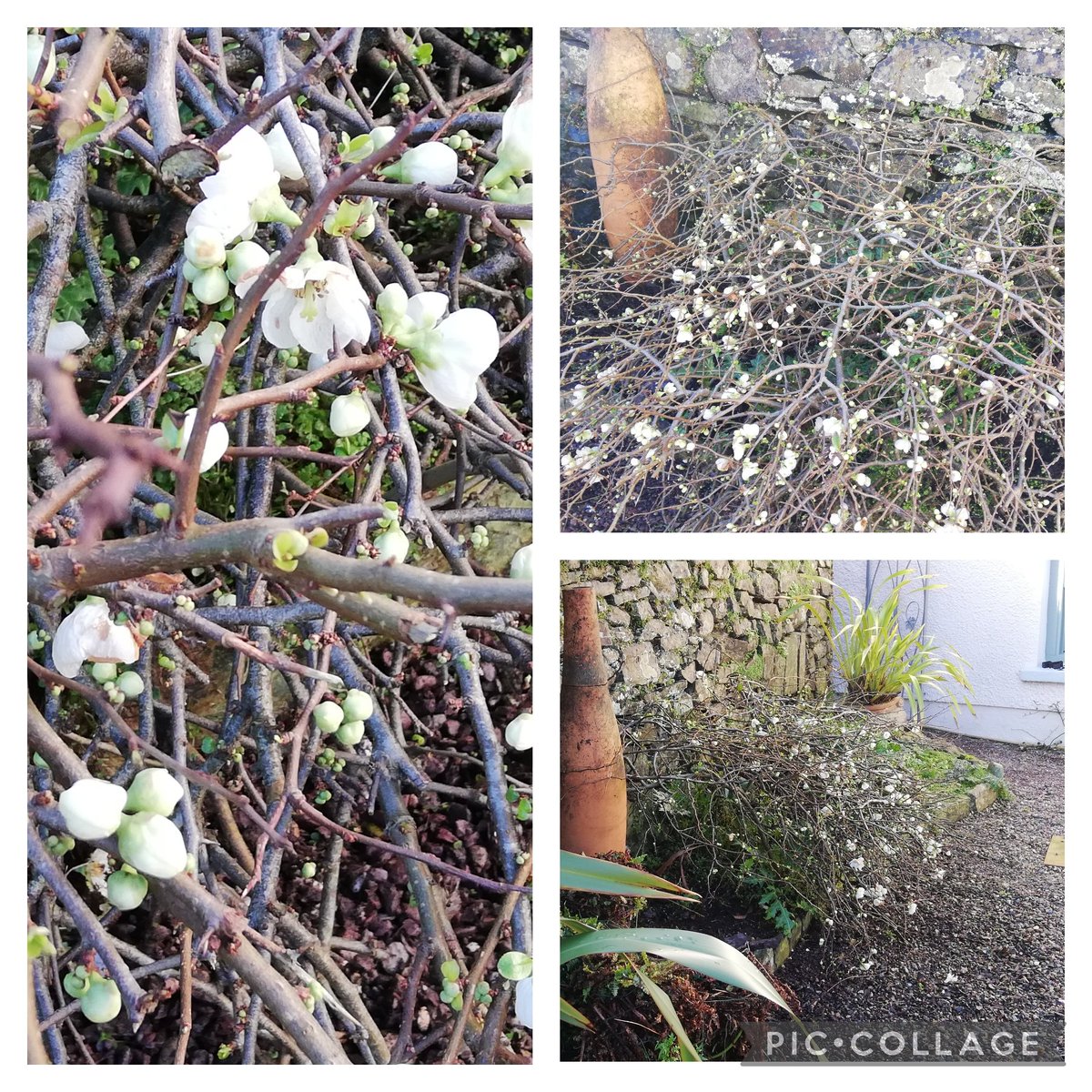 Not much flowering in my exposed front garden yet, #GardensHour, except this white form of Japanese quince. It stands out well against the dark wall but is the devil to weed under, being so spiny!