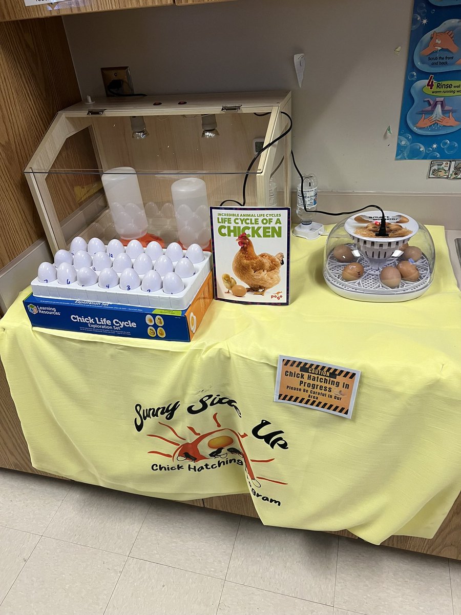 PritchPreKBoyd's tweet photo. We are having an incredible time in PreK watching the Life Cycle of a chicken 🐣 https://t.co/XqftWsZBXH