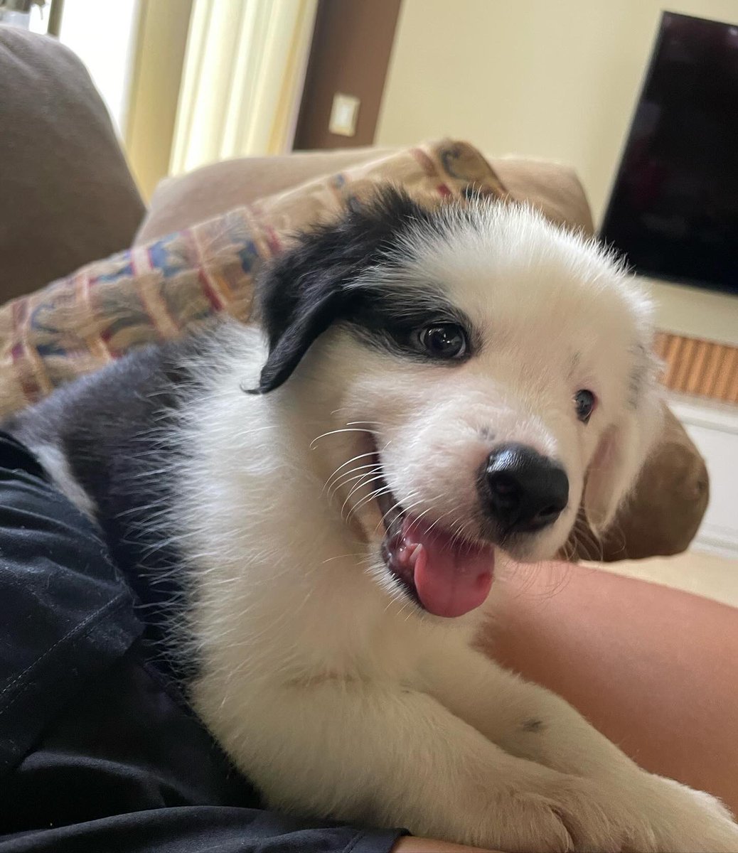 AliAlonso's tweet photo. Estos hermosotes buscan familias para dar mucho amor 🖤 machitos, border collies desparasitados https://t.co/TpmWSr32VQ
