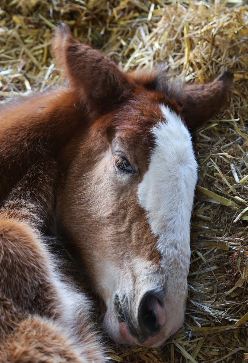 Cannon Hall Farm tweet media