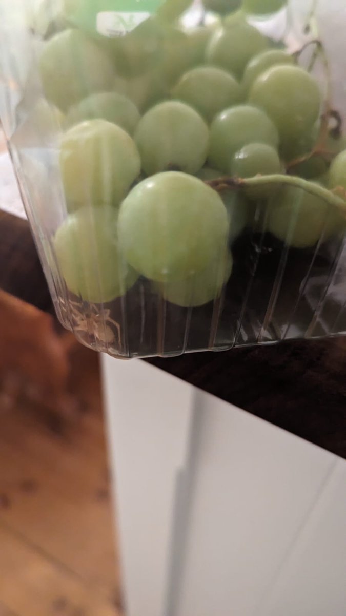 Geeniegii's tweet photo. @collieennis Any ID on this spider I just found in my grapes - origin Soth Africa. Nearly ate the egg sac then checked the pack in the fridge and found this 🕷 https://t.co/Anpqs6fR3k