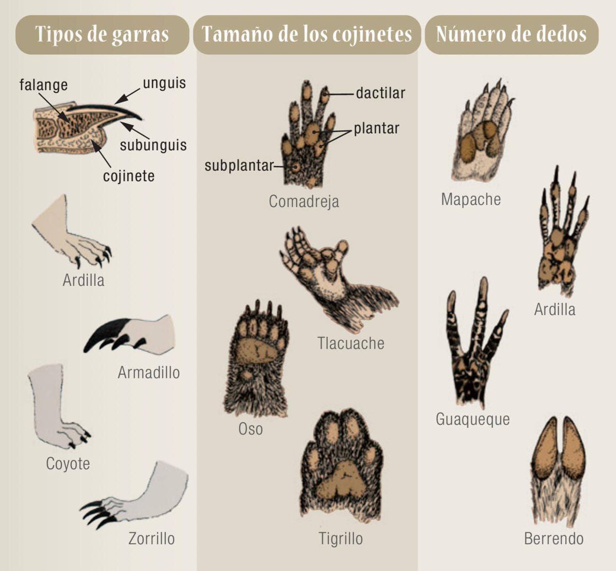 CONABIO's tweet photo. 🐇 🐾¿Te imaginas identificar especies por sus huellas? 🦝 🐾
Descarga gratis esta guía digital de bolsillo "Manual para el rastreo de mamíferos silvestres de México" 
https://t.co/EJdRemfm86

Si te interesa comprarla, checa aquí nuestros distribuidores: https://t.co/5PkzWID14E https://t.co/2OXksq4HaO