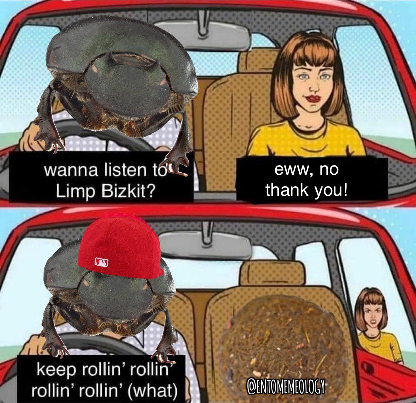 Dung beetles love to keep rolling rolling rollin

#entomemeology #dungbeetles #entomology #entomologymemes