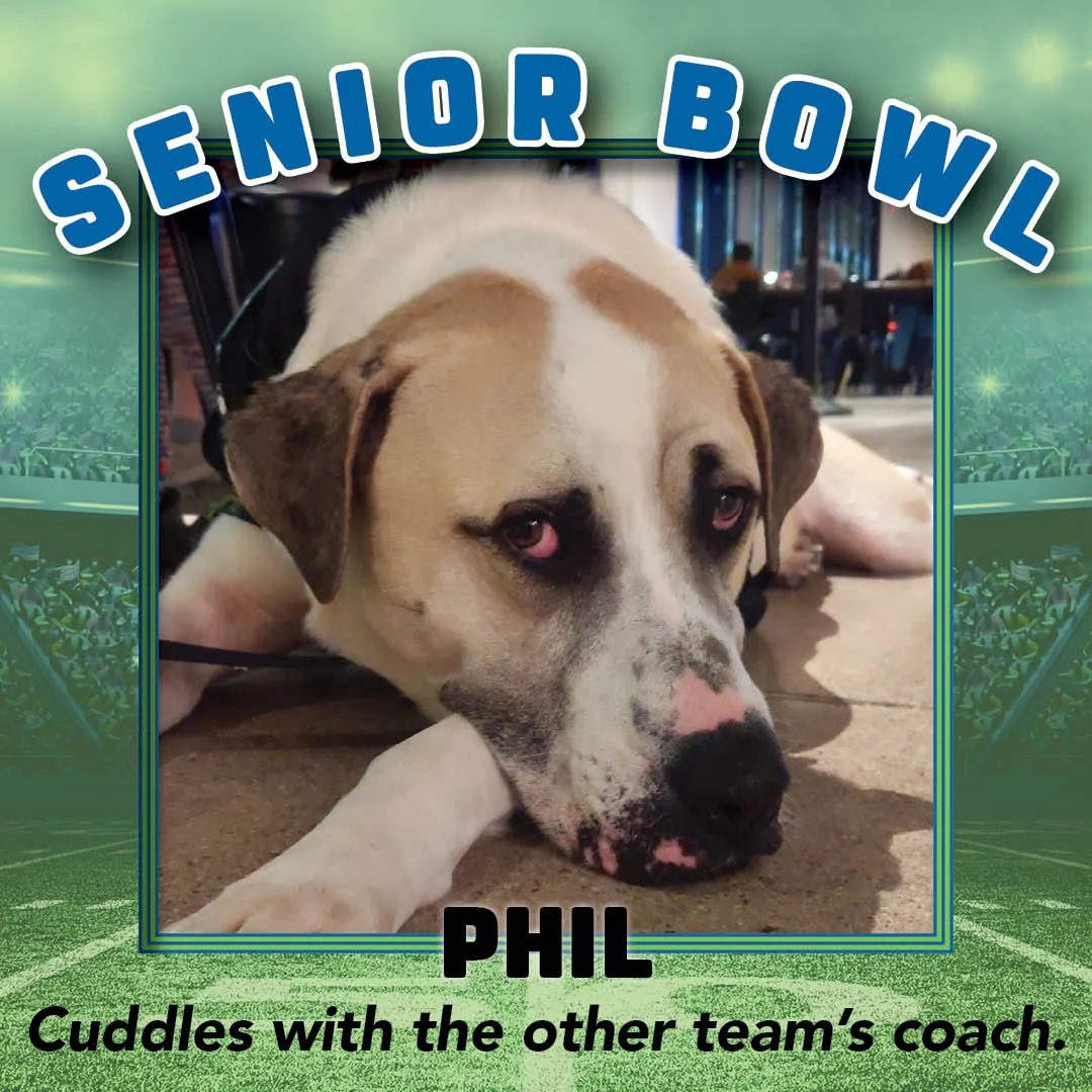 Our first ever Senior Bowl comes to a close with the announcement of our MVP winner! 🐶🏆 Thank you to everyone who voted for their favorite senior shining a spotlight on our wonderful senior dogs and cats! Let's congratulate our MVP Phil in the comments below 🫶