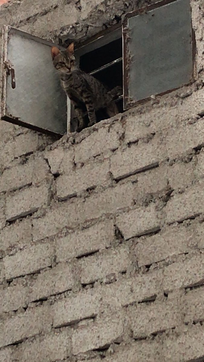 #URGENTE Se solicita ayuda para el rescate de unos gatos q se encuentran encerrados en la av. Hipólito Unanue 238 #Callao. La dueña al parecer ha fallecido hace días y están desesperados. La PNP ya está al tanto pero indican q "no pueden hacer nada c/los animales". Ayuda x favor