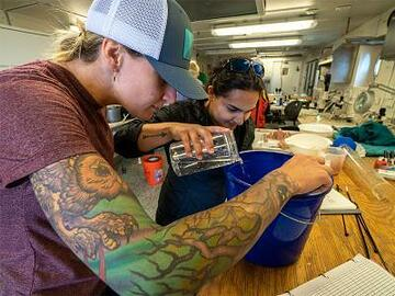 Stipended Trainee/Intern: Research Experience for Undergraduate Students (REU) (Oregon) There are multiple REU positions available at Oregon State University’s Hatfield Marine Science Center for Summer 2024. hmsc.oregonstate.edu/research-exper… IMAGE: Mark Farley