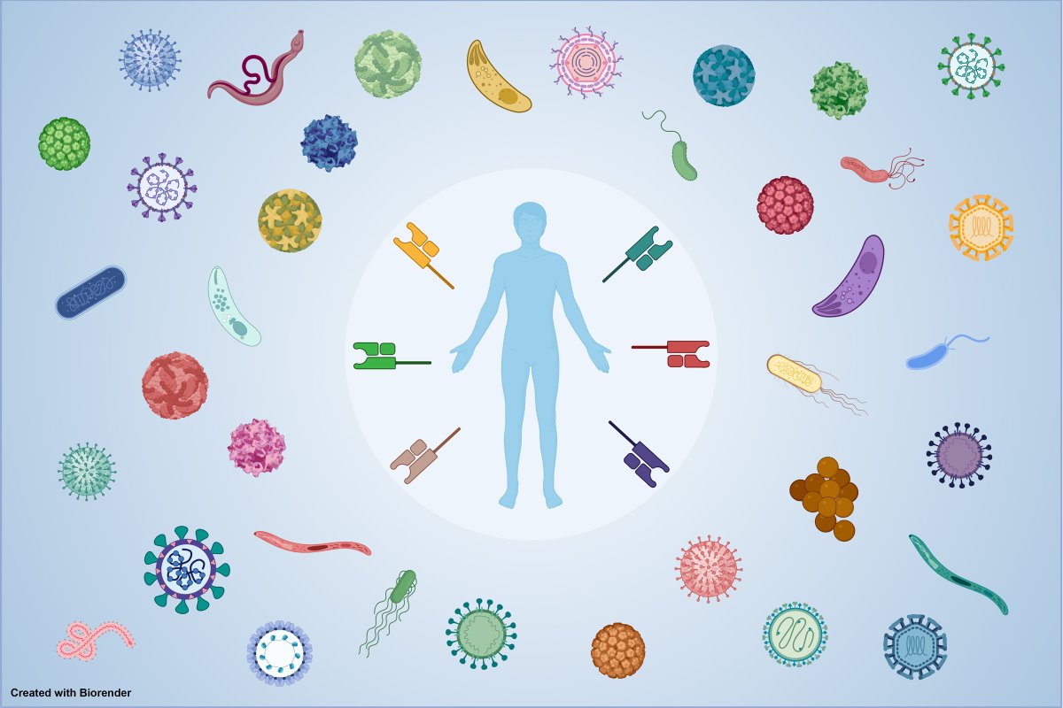 Come work with us: #PhD position available in our lab to study evolutionary genetics of adaptive immunity in humans and/or fish. We use computational and molecular approaches. Topic open, to be matched with student's interest/skills. #MHC #HLA #TCR uni-hamburg.de/en/stellenange…
