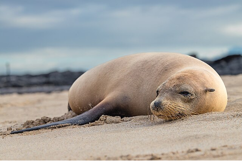 FHSU Paleo tweet media