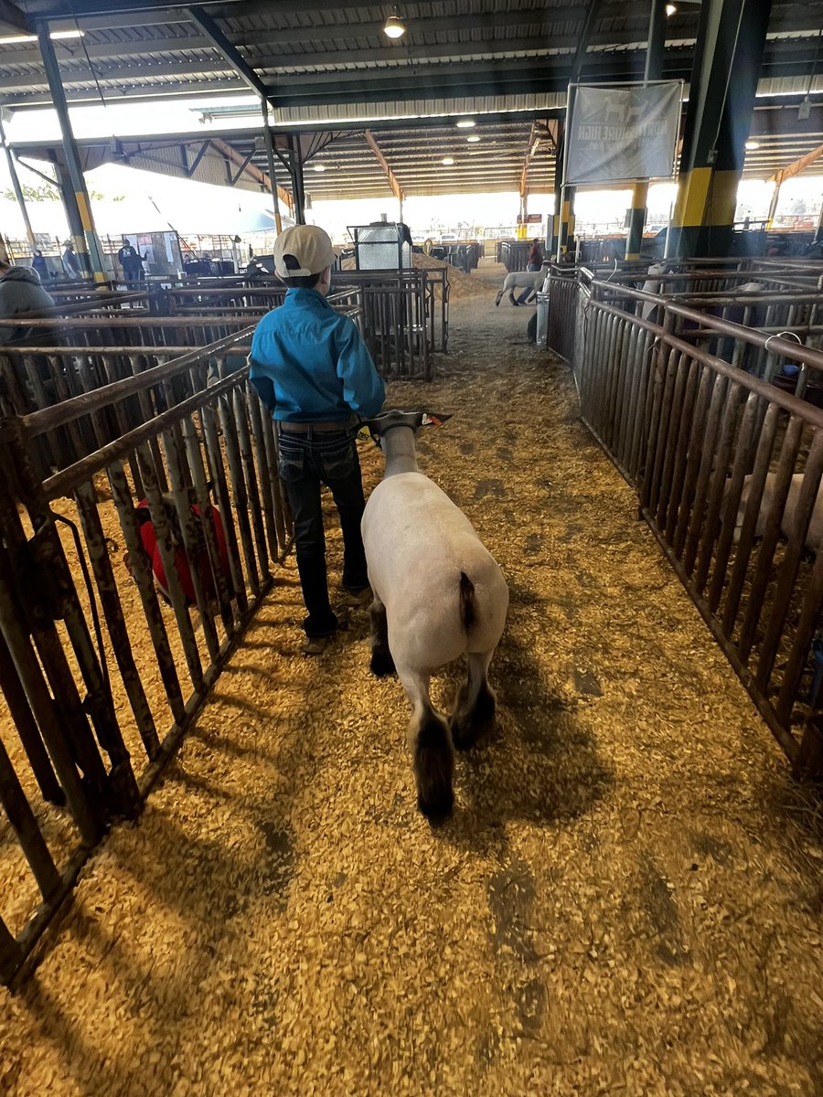 Riflemanscreed2's tweet image. Just a boy and his Lamb 🐑 
#LivestockShow