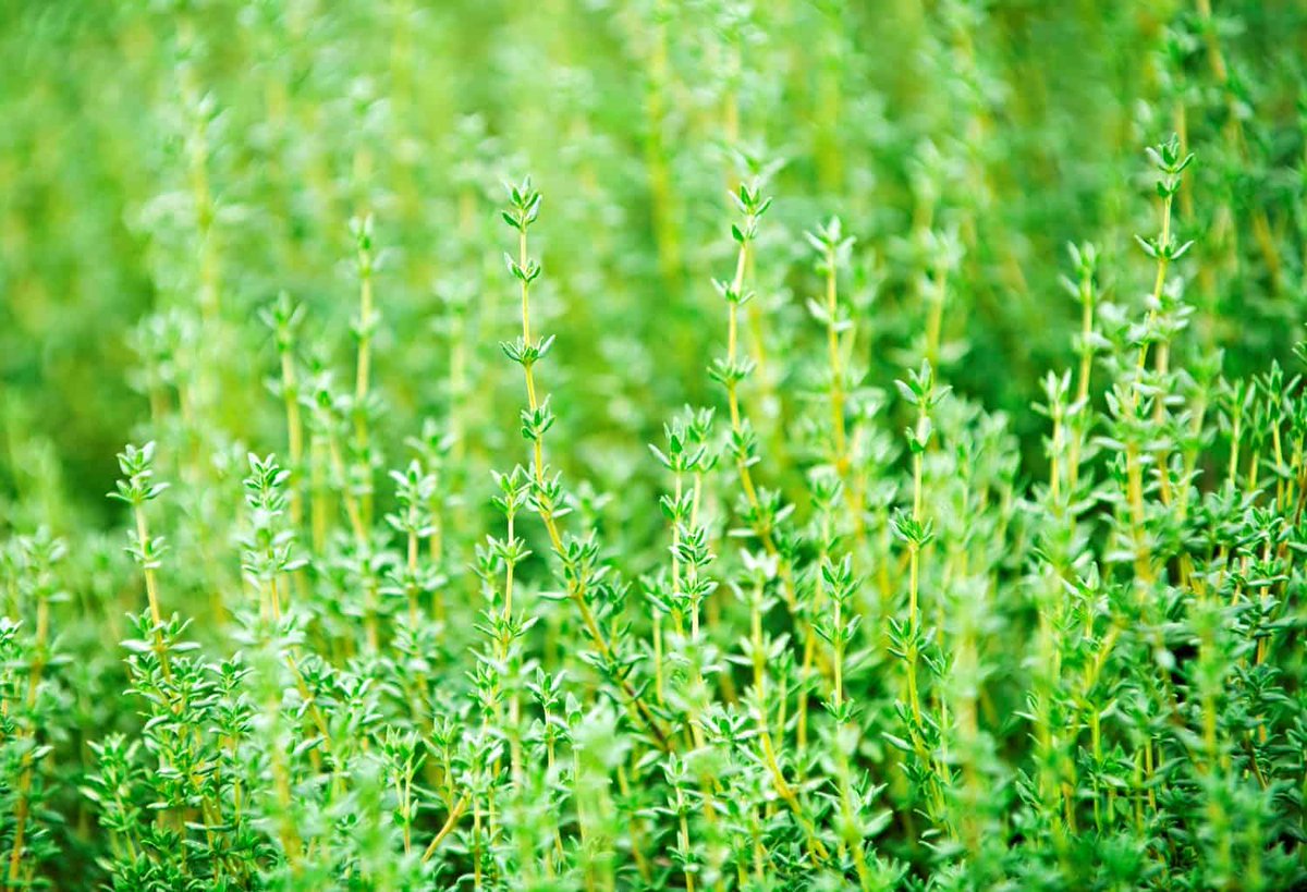 ApproBitCom's tweet image. THYME LINALOL - oils.center/thyme-linalol-… #linalool #thymelinalol #thymelinalolessentialoil #Thymusvulgaris