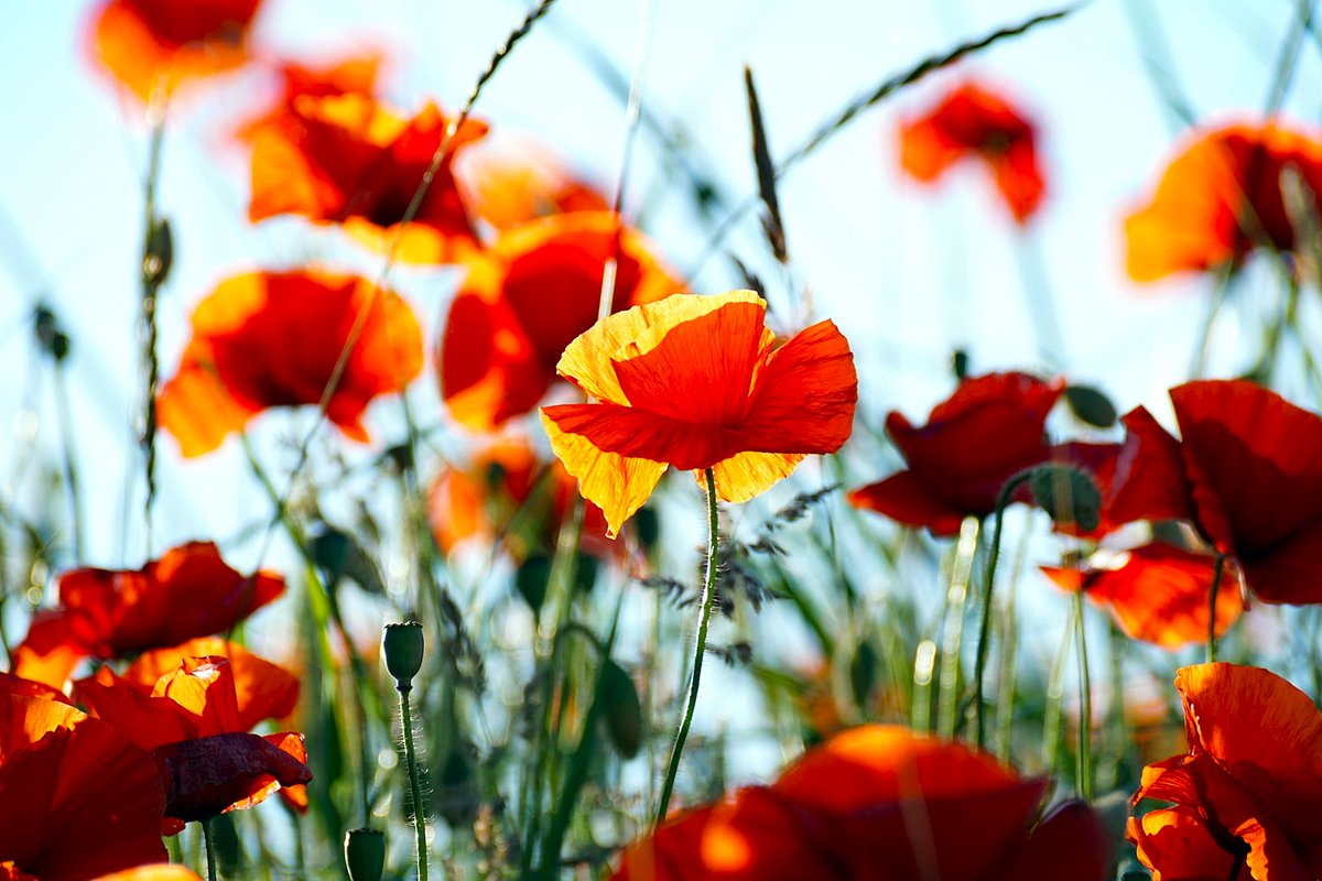 Movimiento Ciudadano Jalisco tweet media