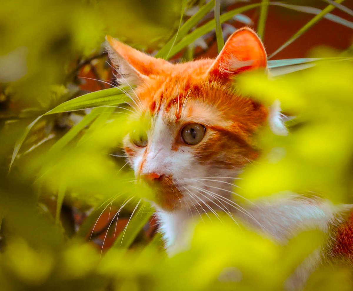 Movimiento Ciudadano Jalisco tweet media