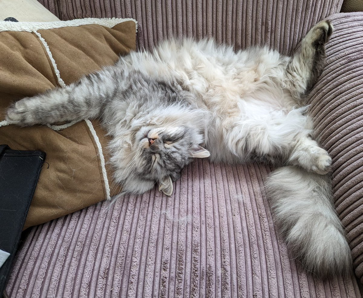 emsladders's tweet photo. @AldiUK Any chance of us here in the UK getting the awesome cat chair that everyone seems to be buying in the USA? I have a large floof monster who would love one please 😻 https://t.co/kMVTqXIXT9